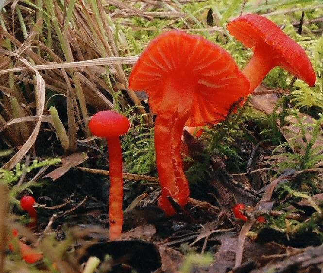 These are Red Chanterelles correct? (Cantharellus cinnabarinus) Are
